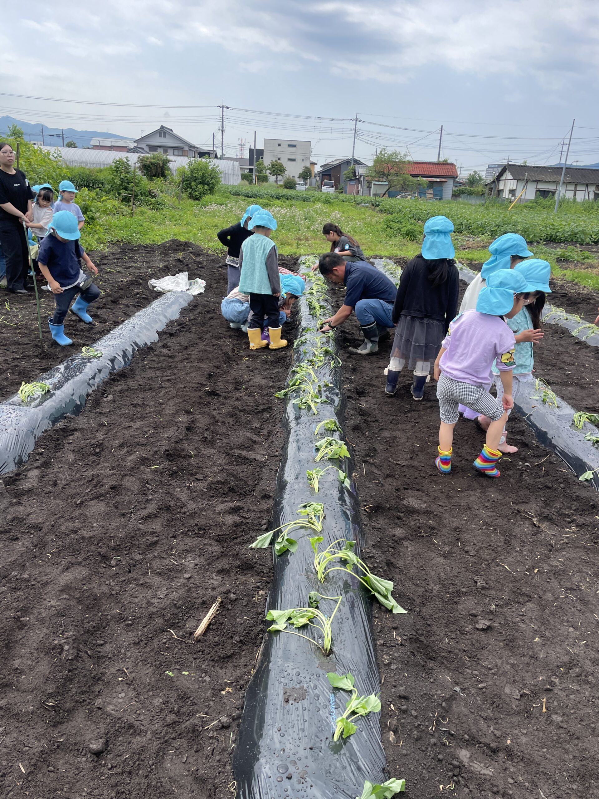 野菜作り。