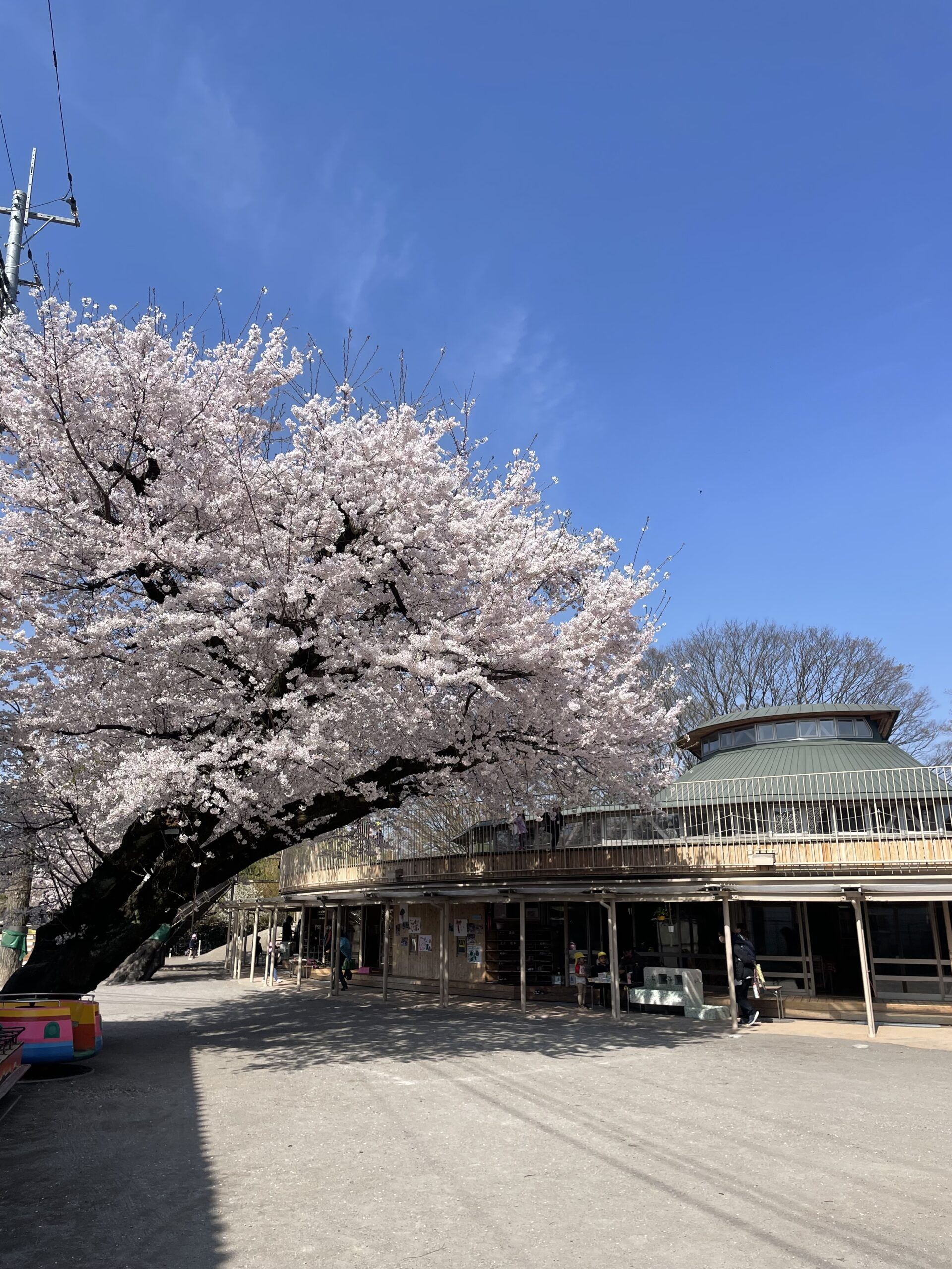 満開の桜。