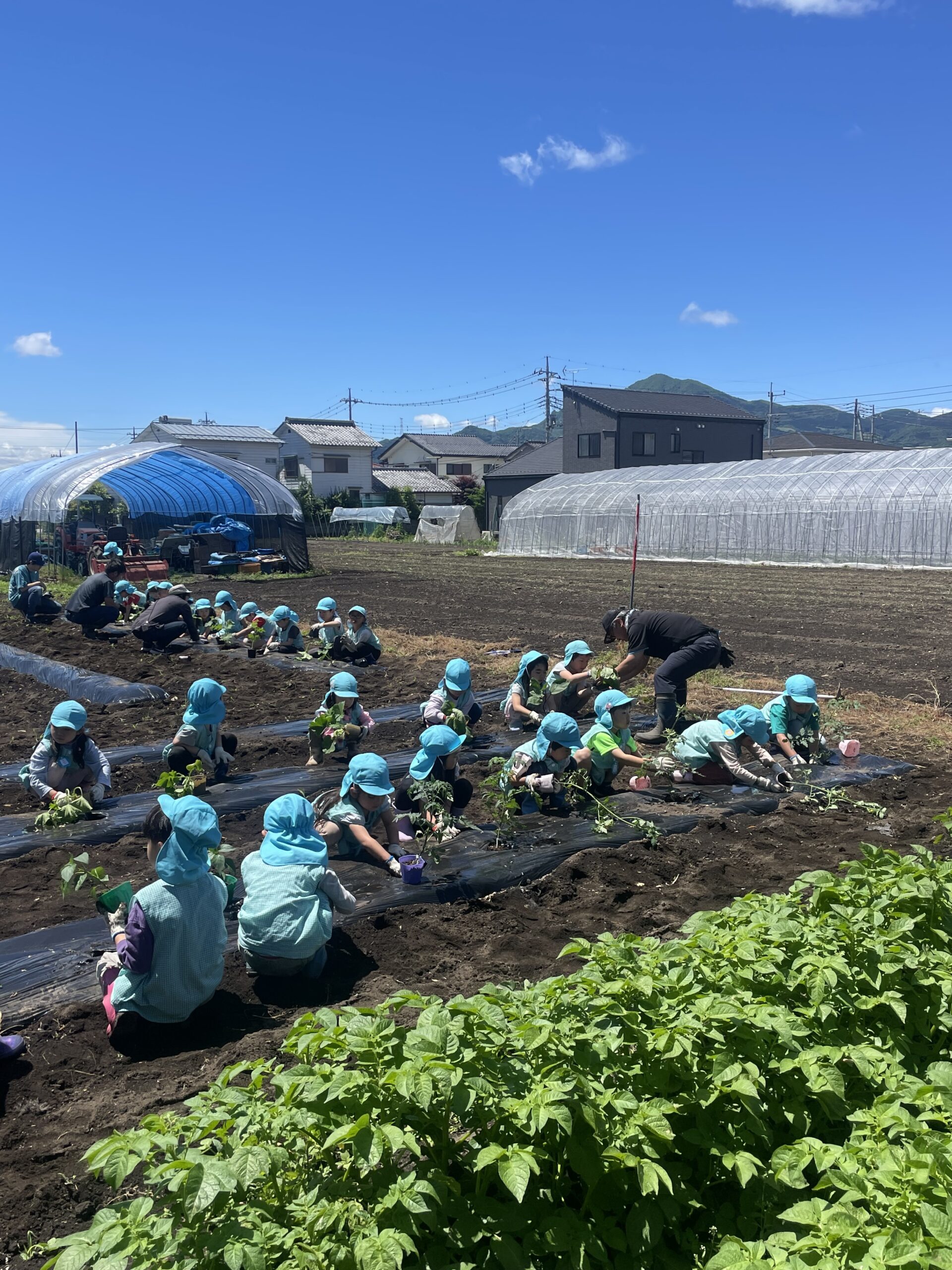 畑で様々な野菜を育てています
